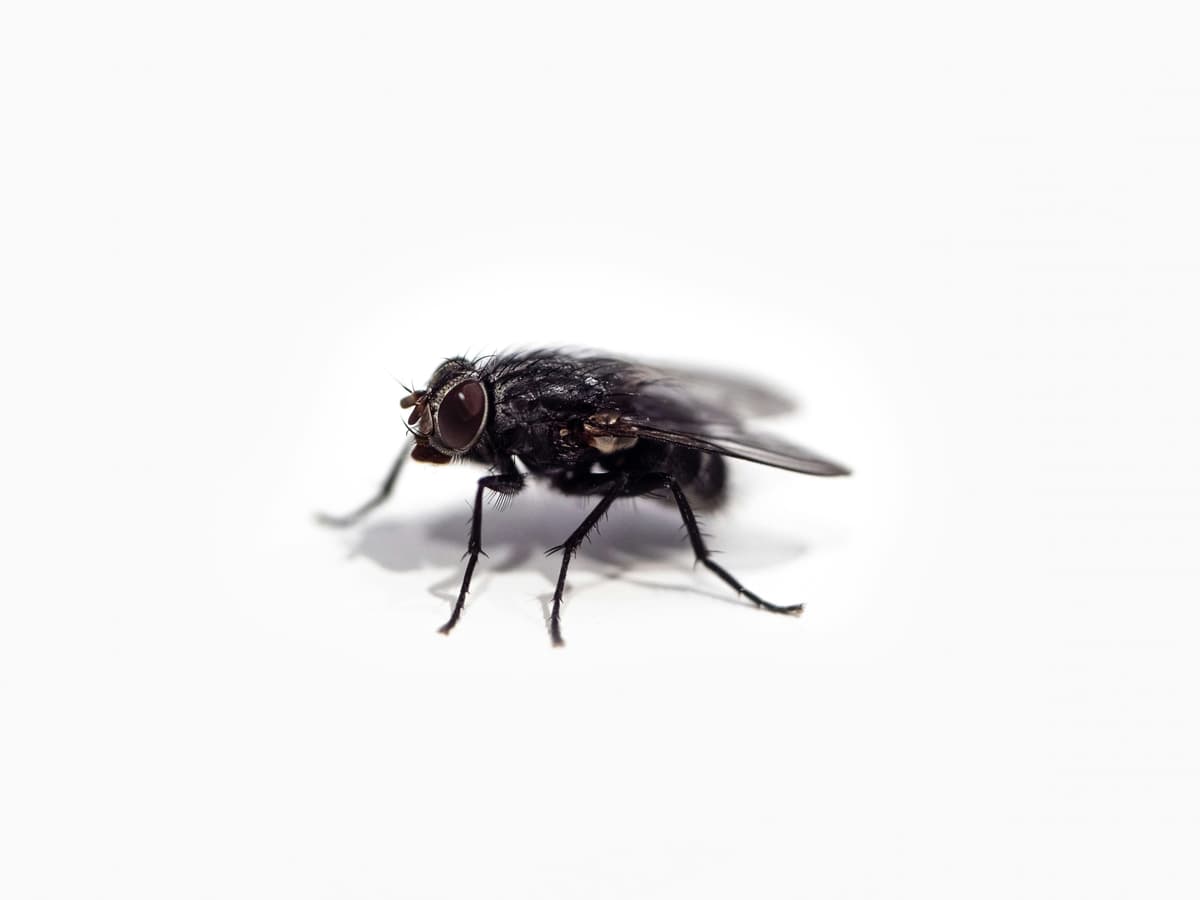 Fliegen – Musca domestica (Stubenfliege)