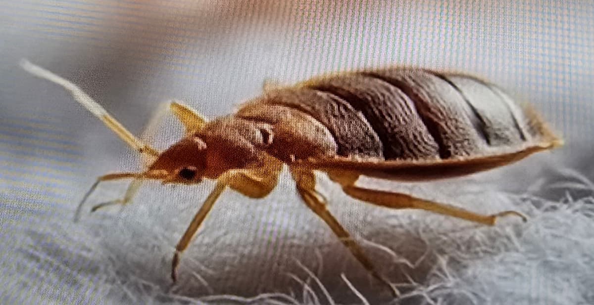 Bettwanzen – Cimex lectularius